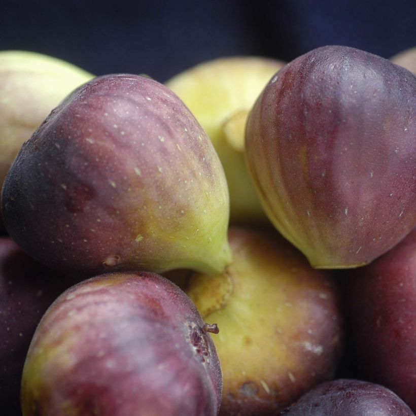 Figuier Brunswick - Ficus carica (Harvest)