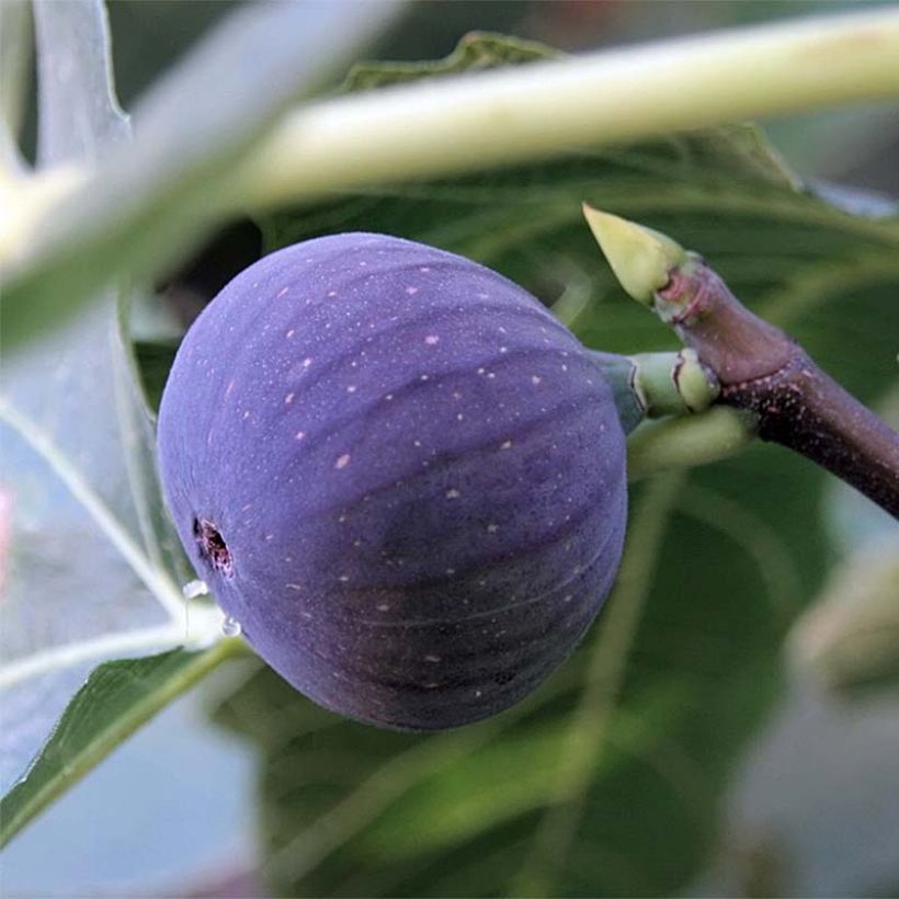 Figuier Ronde De Bordeaux - Ficus carica (Harvest)