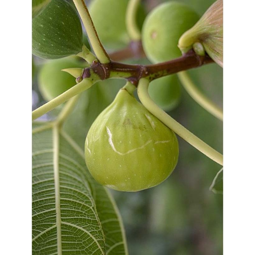 Figuier - Ficus carica Sucre Vert (Harvest)