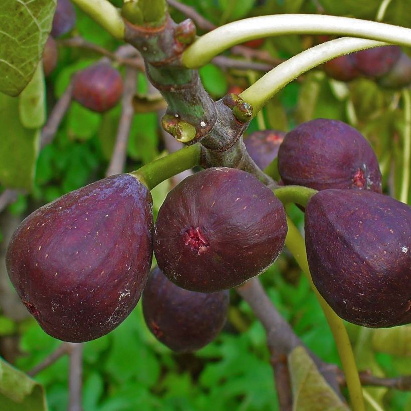 Figuier - Ficus carica Sultane (Harvest)