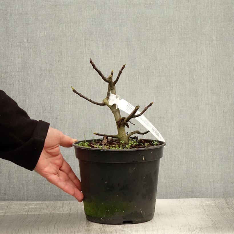 Example of Figuier Bornholm's Diamant - Ficus carica Pot de 4L/5L, Touffe as you get in automne