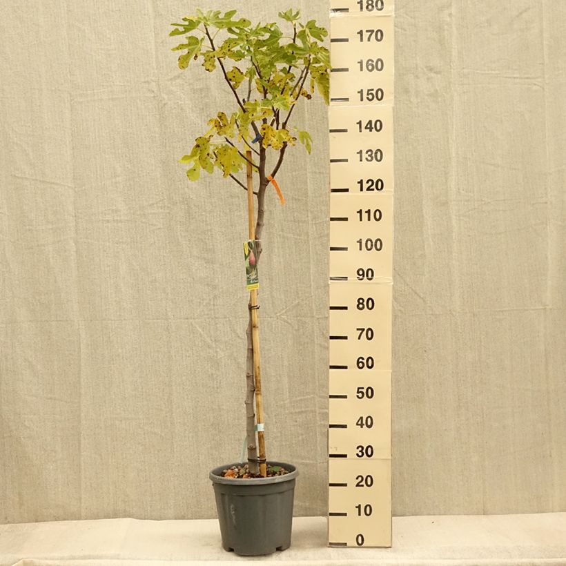 Example of Figuier - Ficus carica Grise De Tarascon Pot de 12L/15L, Demi-Tige as you get in automne