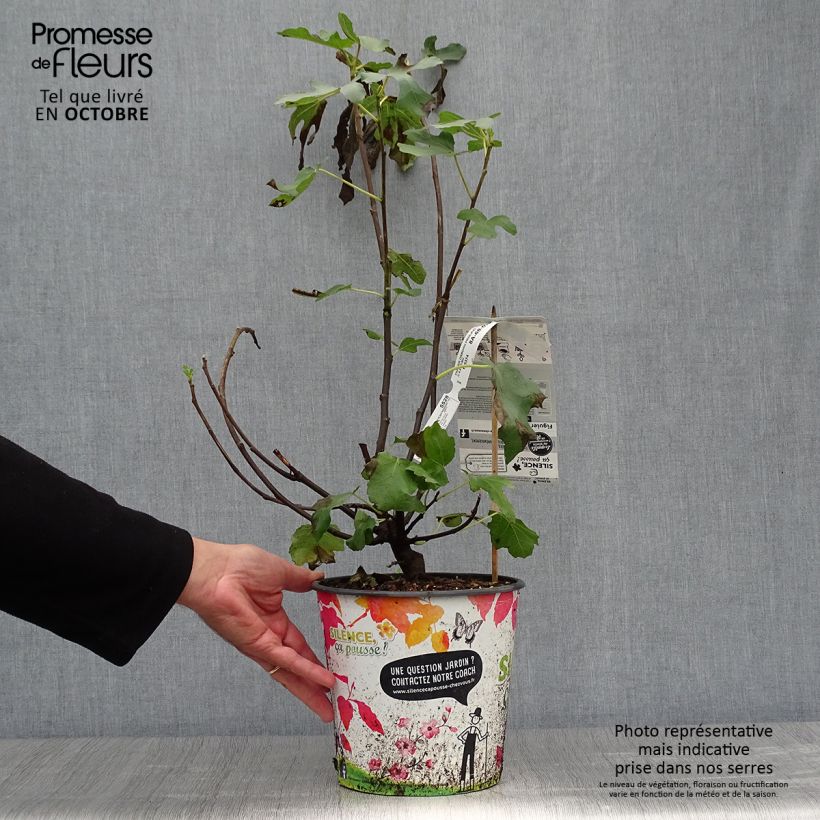 Example of Figuier - Ficus carica Osborn's Prolific Pot de 4L/5L as you get in automne