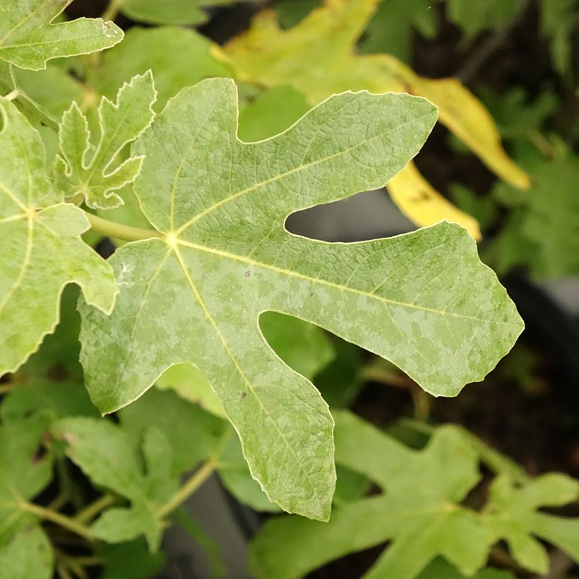 Figuier - Ficus carica Osborn's Prolific (Foliage)