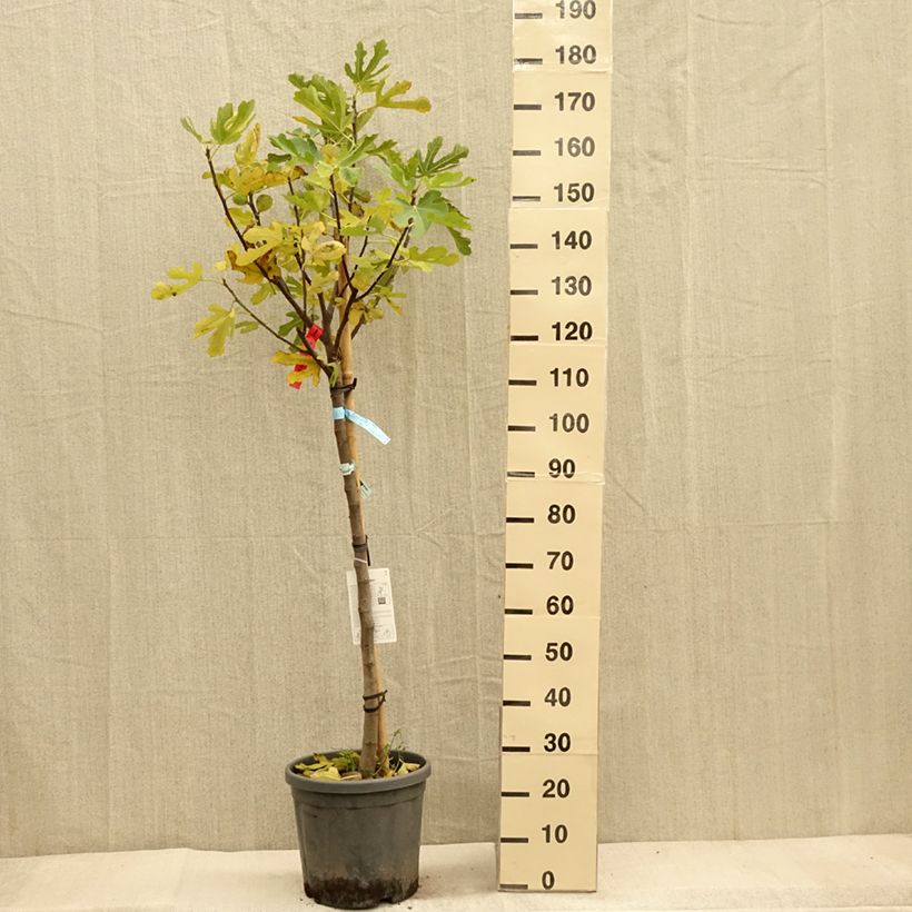Example of Figuier Ronde De Bordeaux - Ficus carica Pot de 7,5L/10L, Demi-Tige as you get in automne
