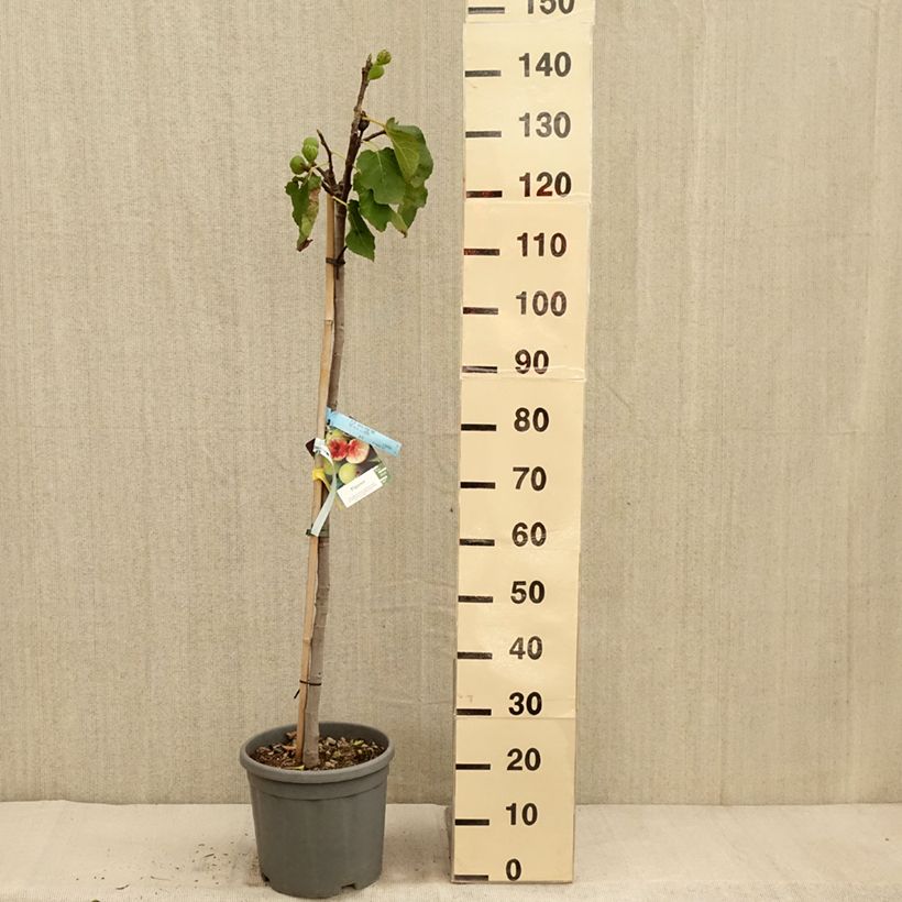 Example of Figuier - Ficus carica Sucre Vert Pot de 12L/15L, Demi-Tige as you get in automne