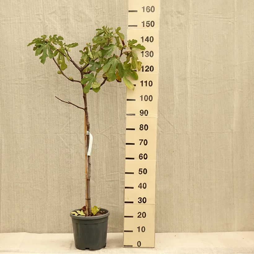 Example of Figuier - Ficus carica Sultane Pot de 12L/15L, Demi-Tige as you get in automne