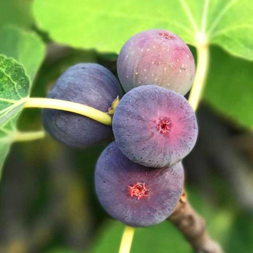 Figuier nain Figality - Ficus carica (Harvest)