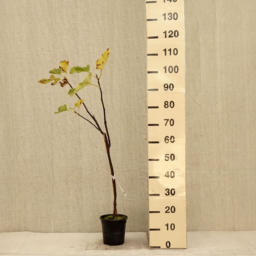 Example of Figuier Firoma - Ficus carica Pot de 4L/5L, Touffe as you get in automne