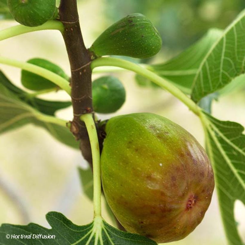 Figuier Goutte d'Or (Harvest)