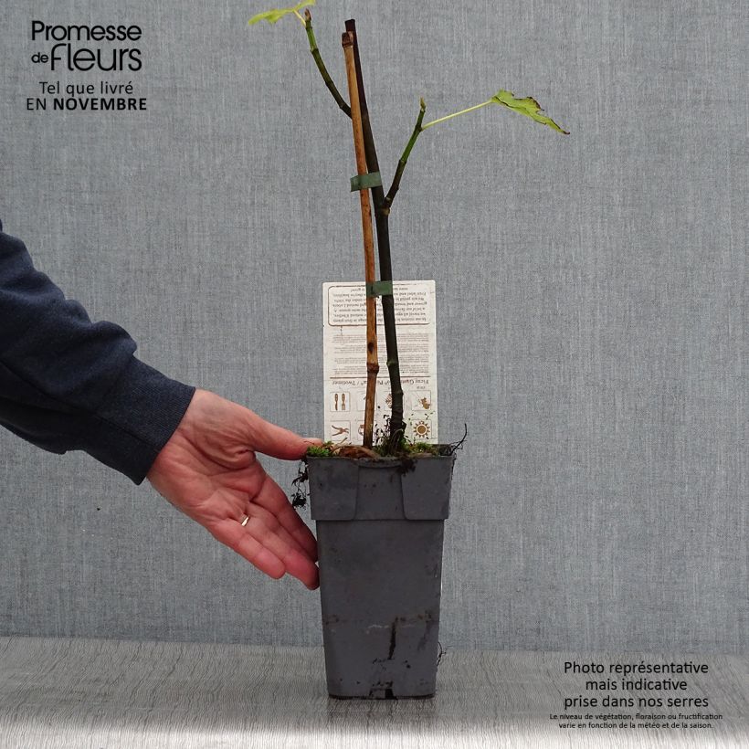 Example of Figuier Gustissimo Perretta - Ficus carica Pot de 2L/3L, Buisson as you get in automne