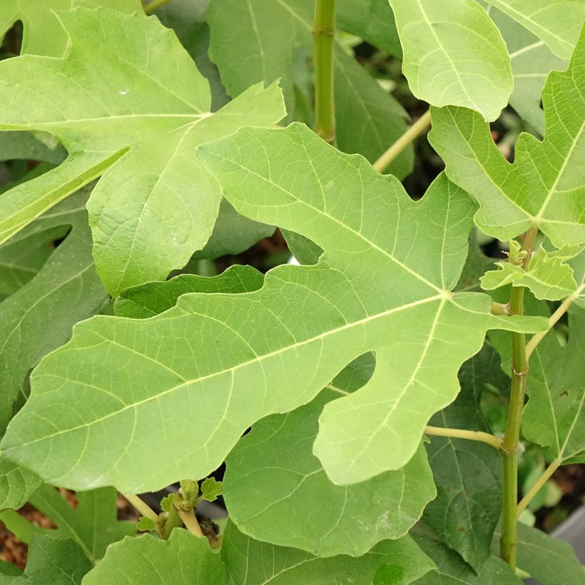 Figuier Jordan - Ficus carica (Foliage)