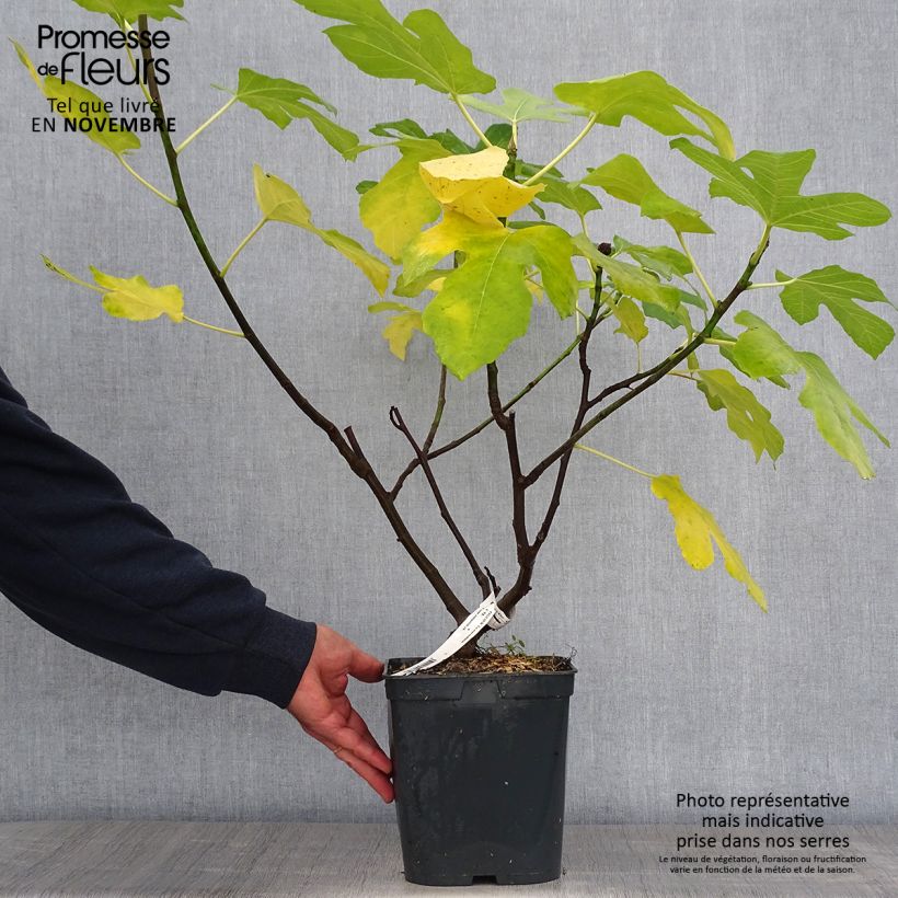 Example of Figuier Marseillaise - Ficus carica    Pot de 4L/5L as you get in automne