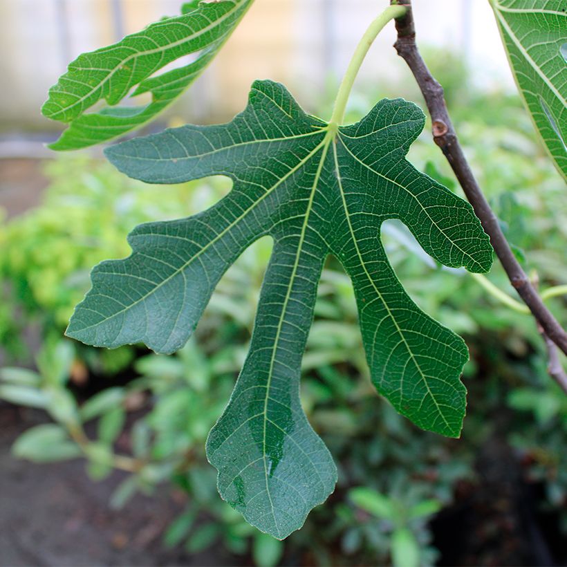 Figuier Marseillaise - Ficus carica    (Foliage)