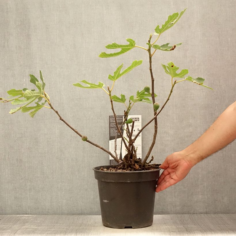 Example of Figuier nain Figality - Ficus carica Pot de 7,5L/10L, Buisson as you get in ete