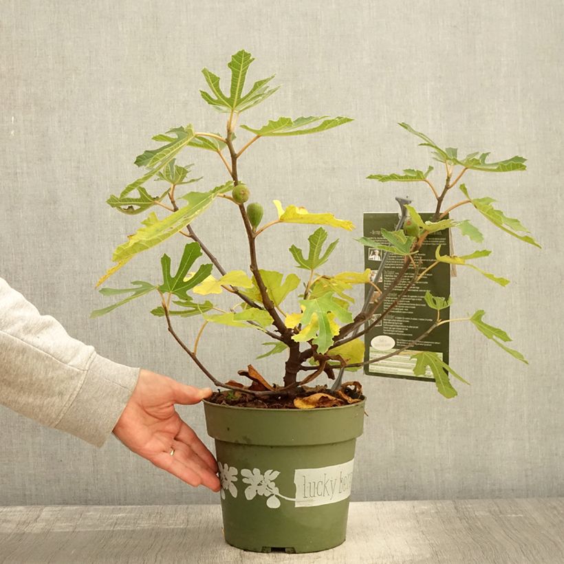 Example of Figuier nain Lucky Berry - Ficus carica Pot de 4L/5L, Touffe as you get in automne