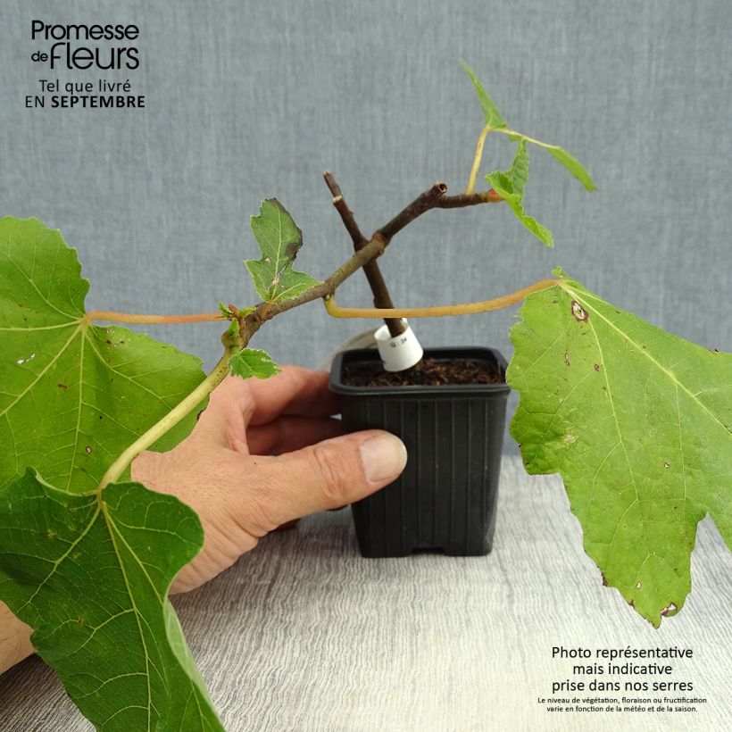 Example of Figuier Noire de Bellone - Ficus carica Godet de 8/9 cm as you get in automne