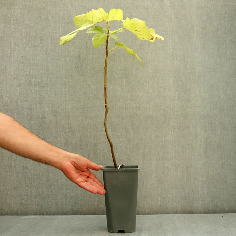 Example of Figuier Noire de Bellone - Ficus carica Pot de 3L/4L, Buisson as you get in ete