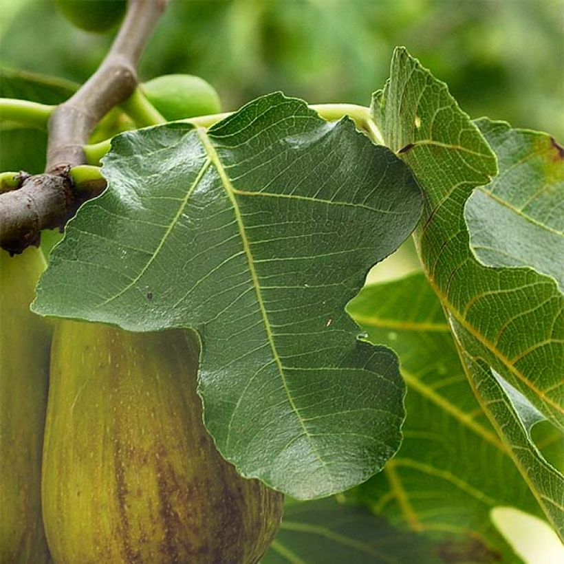 Figuier précoce de Dalmatie - Ficus carica (Foliage)