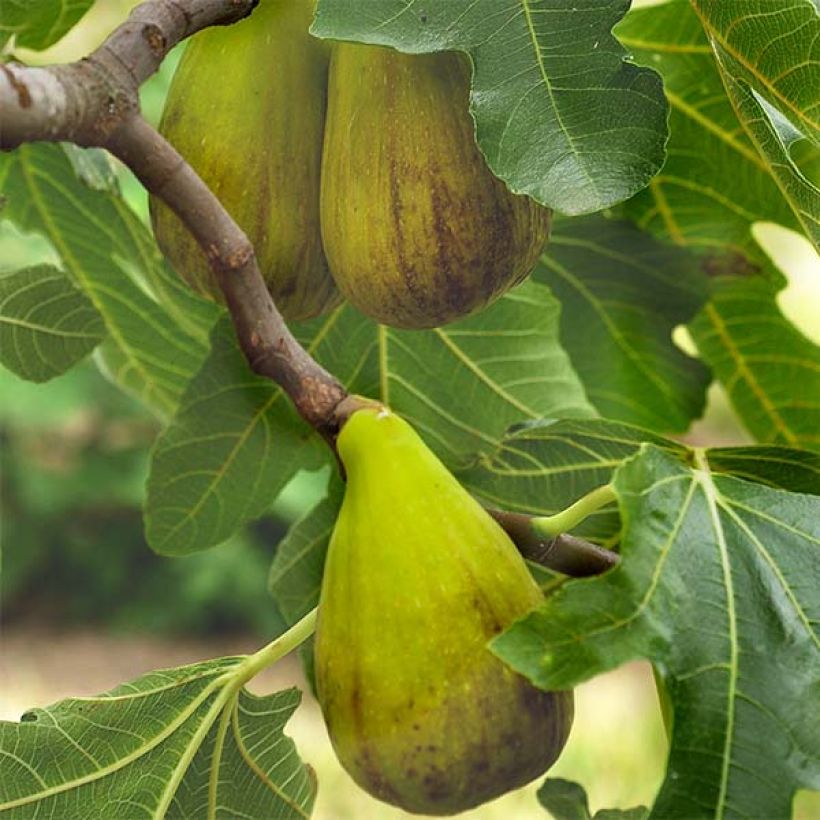 Figuier précoce de Dalmatie - Ficus carica (Flowering)