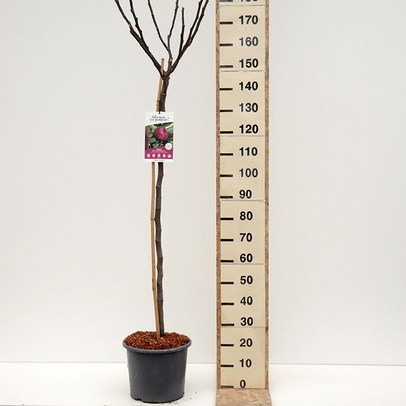 Example of Figuier Rouge de Bordeaux - Pastilière Pot de 12L/15L, Demi-Tige as you get in hiver