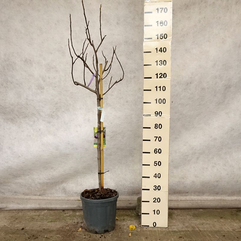 Example of Figuier Violette Dauphine - Ficus carica Pot de 7,5L/10L, Demi-Tige as you get in automne
