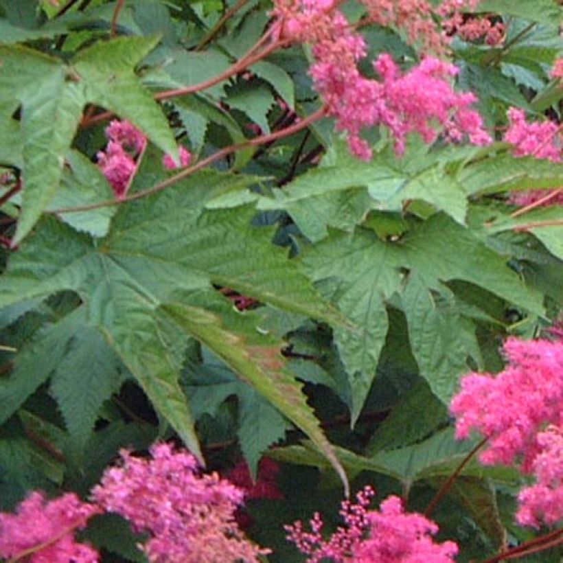 Filipendula purpurea - Reine des prés (Foliage)