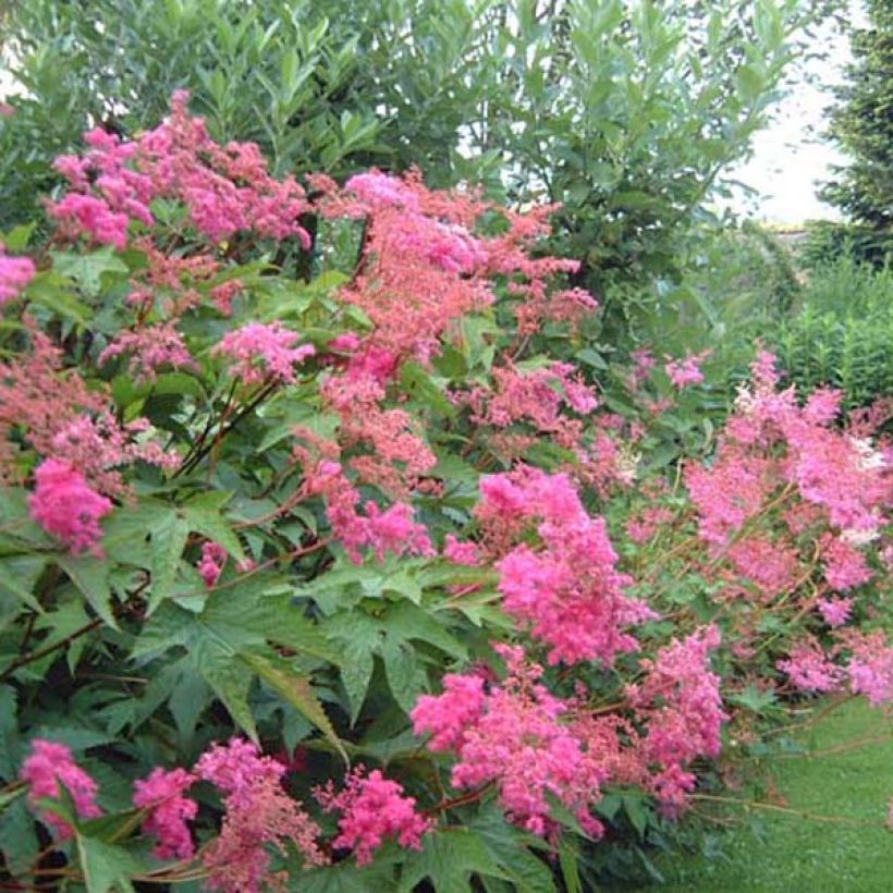 Filipendula purpurea - Reine des prés (Plant habit)