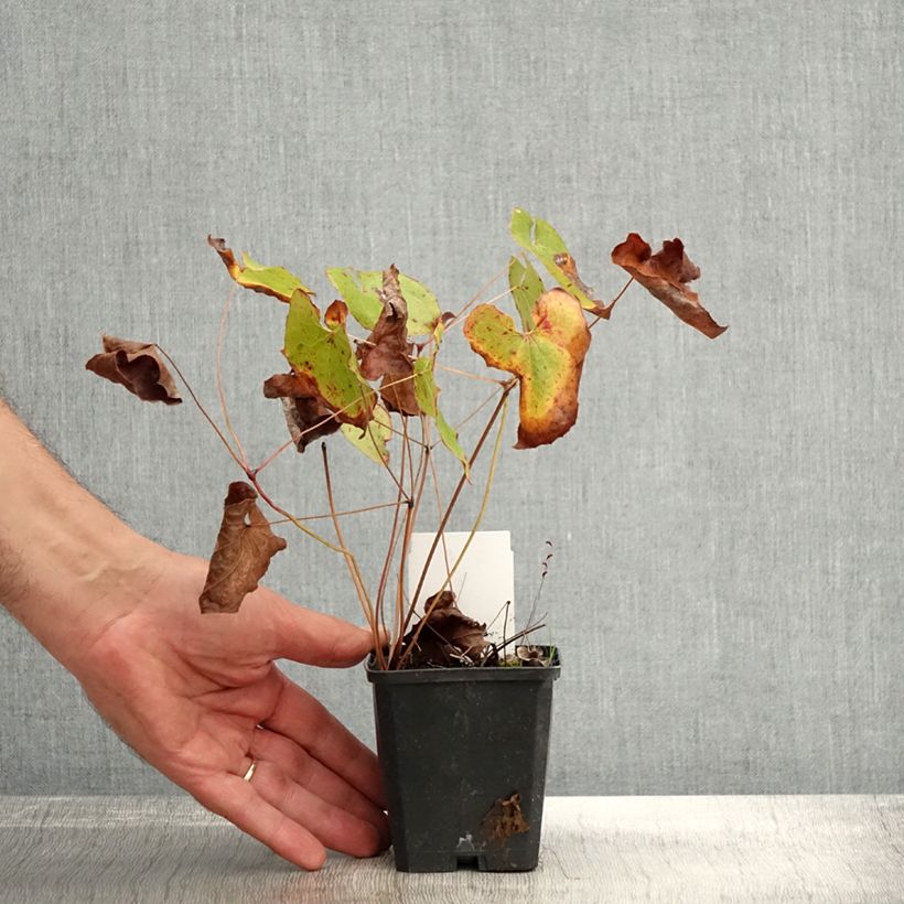 Example of Fleur des Elfes - Epimedium x warleyense Orangekönigin Godet de 8/9 cm as you get in automne