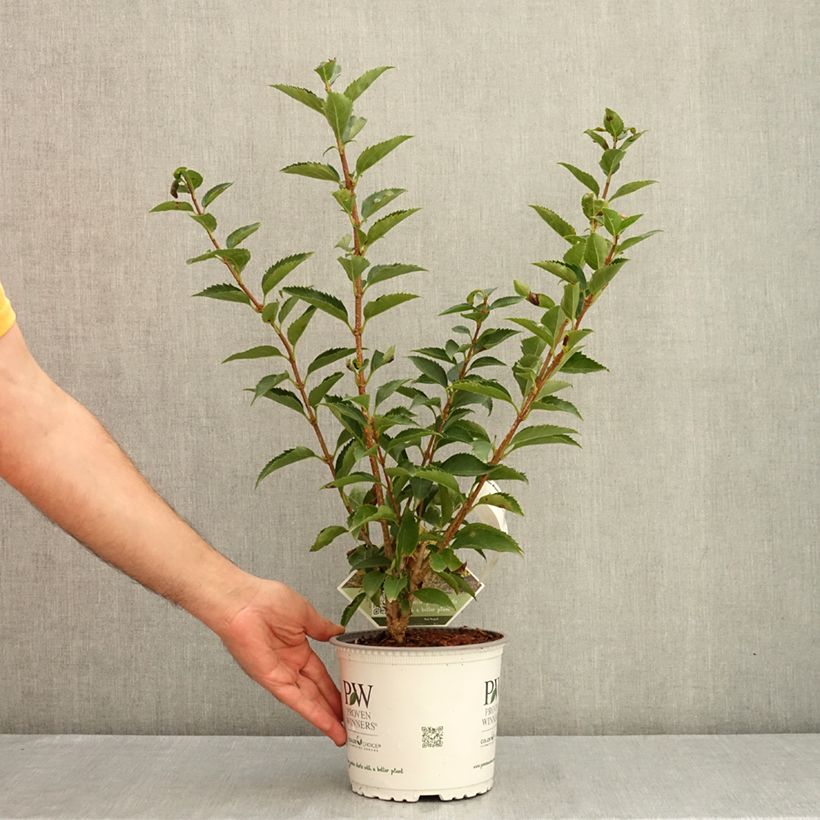 Example of Forsythia koreana Flying Machine - Forsythia de Corée Pot de 3L/4L as you get in ete