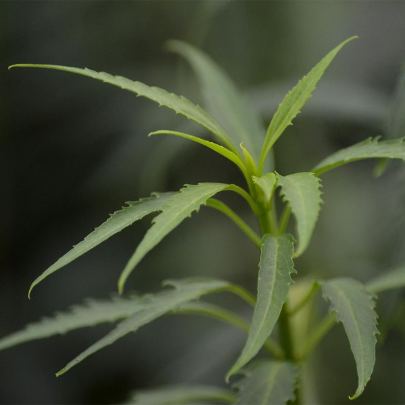 Forsythia viridissima Citrus Swizzle - Mimosa de Paris (Foliage)