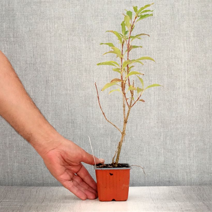 Example of Forsythia x intermedia Goldzauber - Mimosa de Paris Godet de 8/9 cm as you get in ete