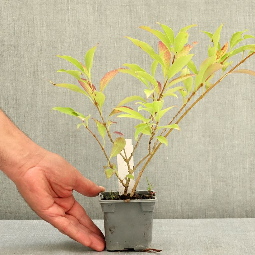 Example of Forsythia x intermedia Lynwood - Mimosa de Paris Godet de 8/9 cm as you get in ete