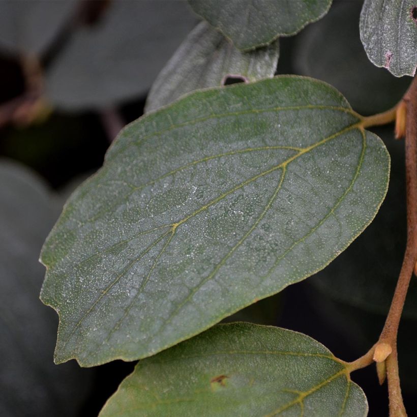 Fothergilla major - Grand Fothergilla (Foliage)
