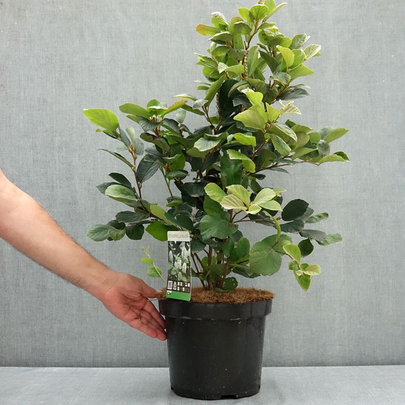 Example of Fothergilla major - Grand Fothergilla Pot de 7,5L/10L as you get in ete