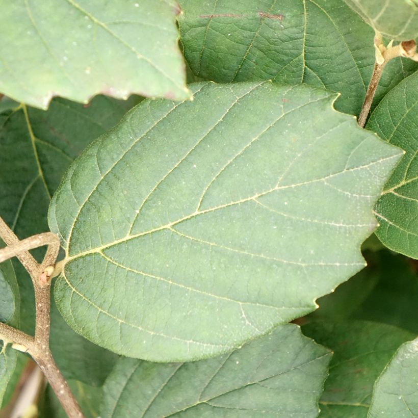 Fothergilla x intermedia Mount Airy (Foliage)