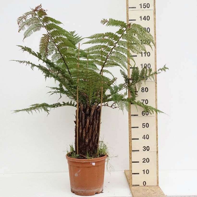 Example of Fougère arborescente - Dicksonia antarctica Pot de 18L/20L, Haute-Tige as you get in printemps