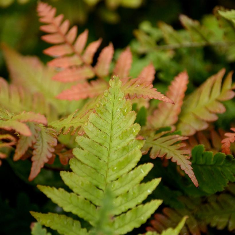Dryopteris erythrosora - Fougère rose cuivré (Foliage)