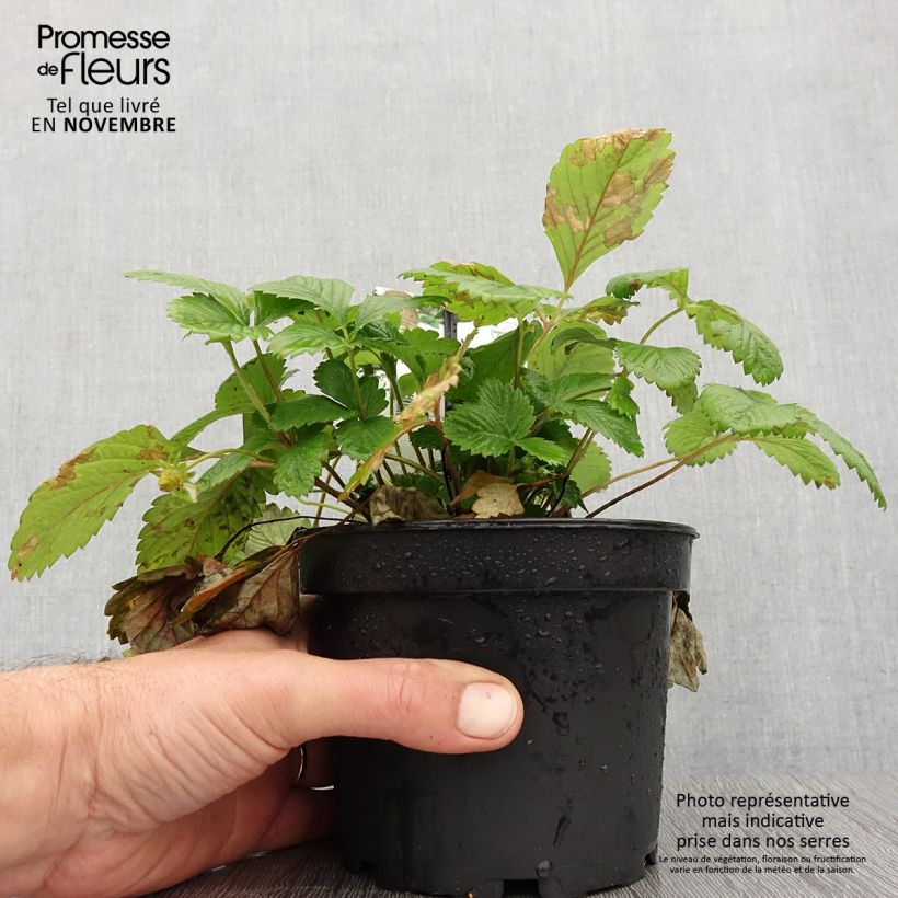Example of Fragaria alpinum Yellow Wonder - Fraisier des Alpes Pot de 1,5L/2L as you get in automne