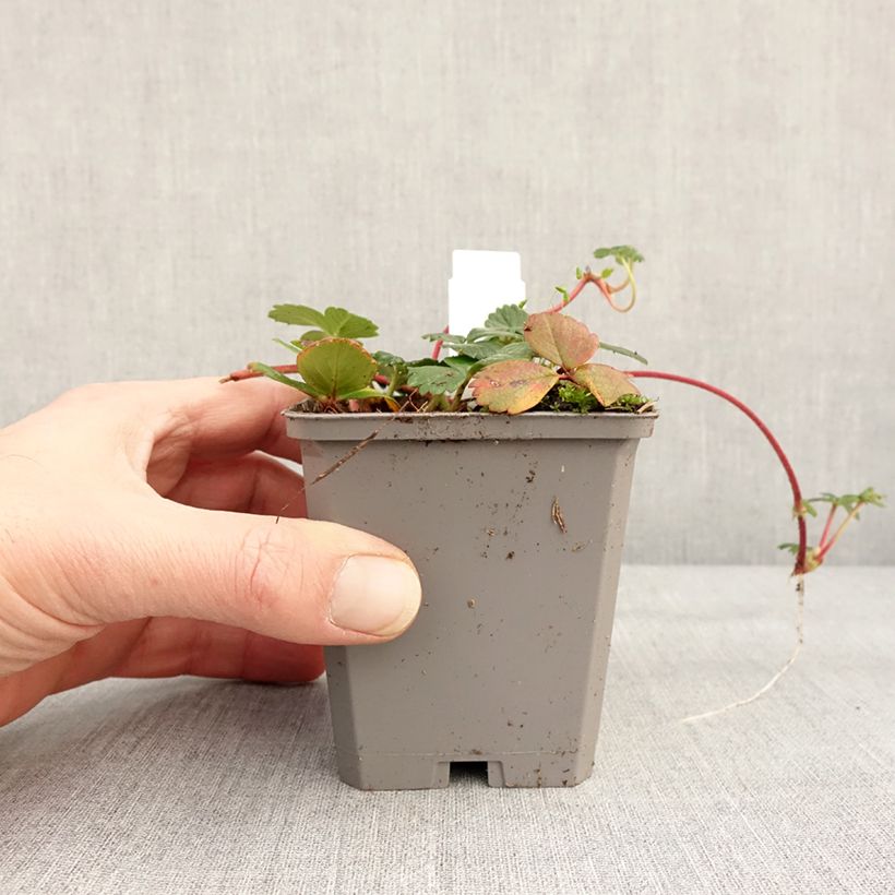 Example of Fragaria chiloensis - Fraise du Chili Godet de 8/9 cm as you get in hiver