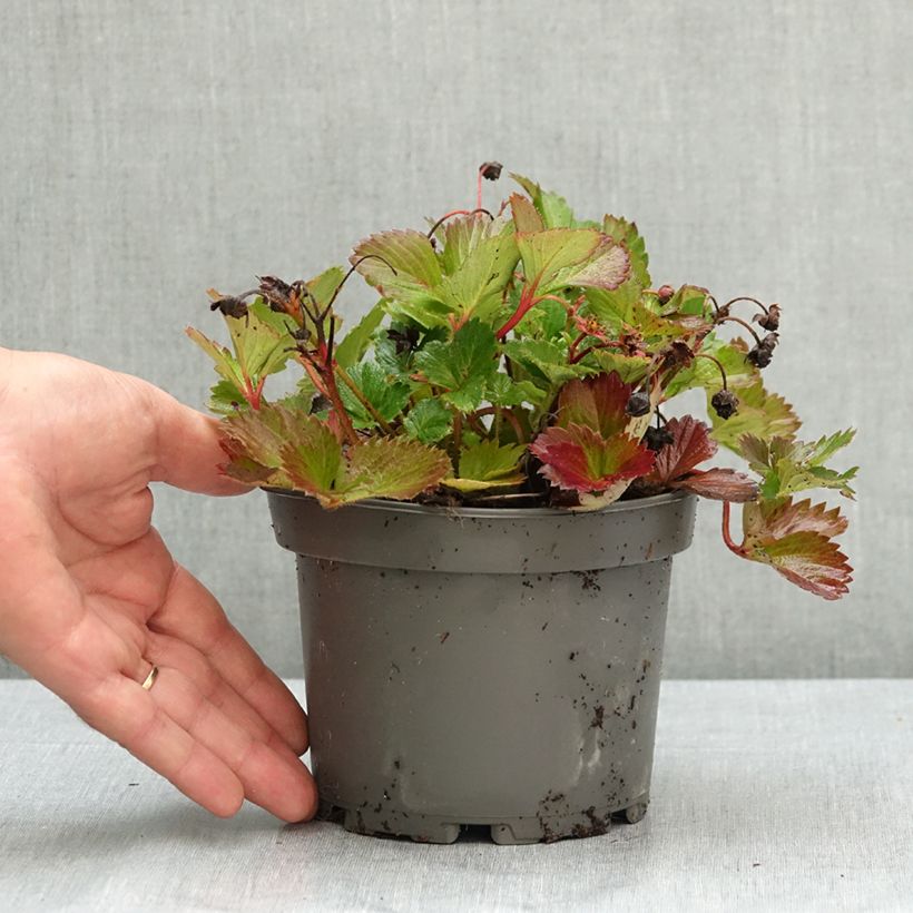 Example of Fragaria Pink Marathon (remontant) - Fraise des bois Pot de 1,5L/2L as you get in ete