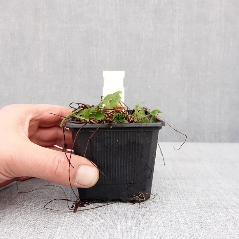 Example of Fragaria vesca Rugen - Fraisier des bois Godet de 8/9 cm as you get in hiver