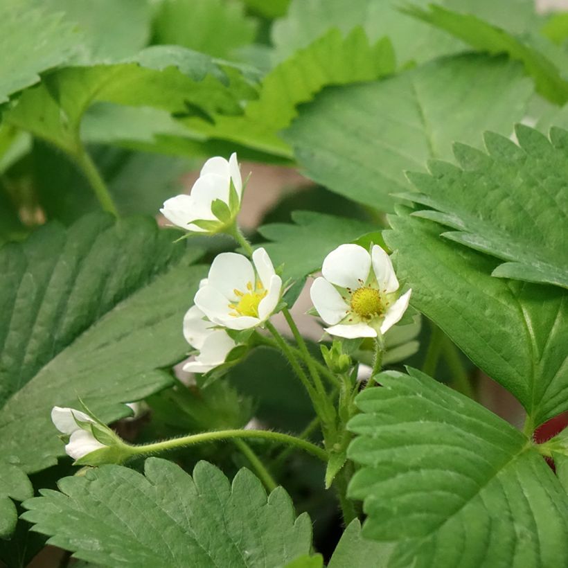 Fraisier Anaïs (remontant) en godet de 7cm (Flowering)