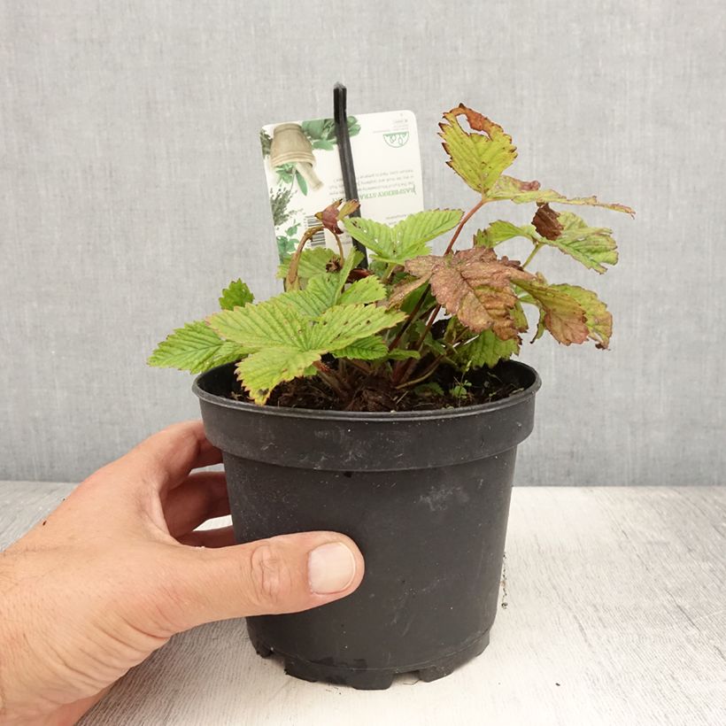 Example of Fraisier Capron - Fragaria moschata Pot de 1,5L/2L as you get in ete