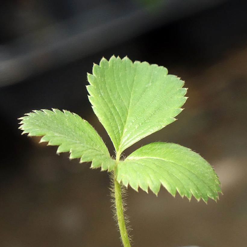 Fraisier Charlotte (remontant)  (Foliage)