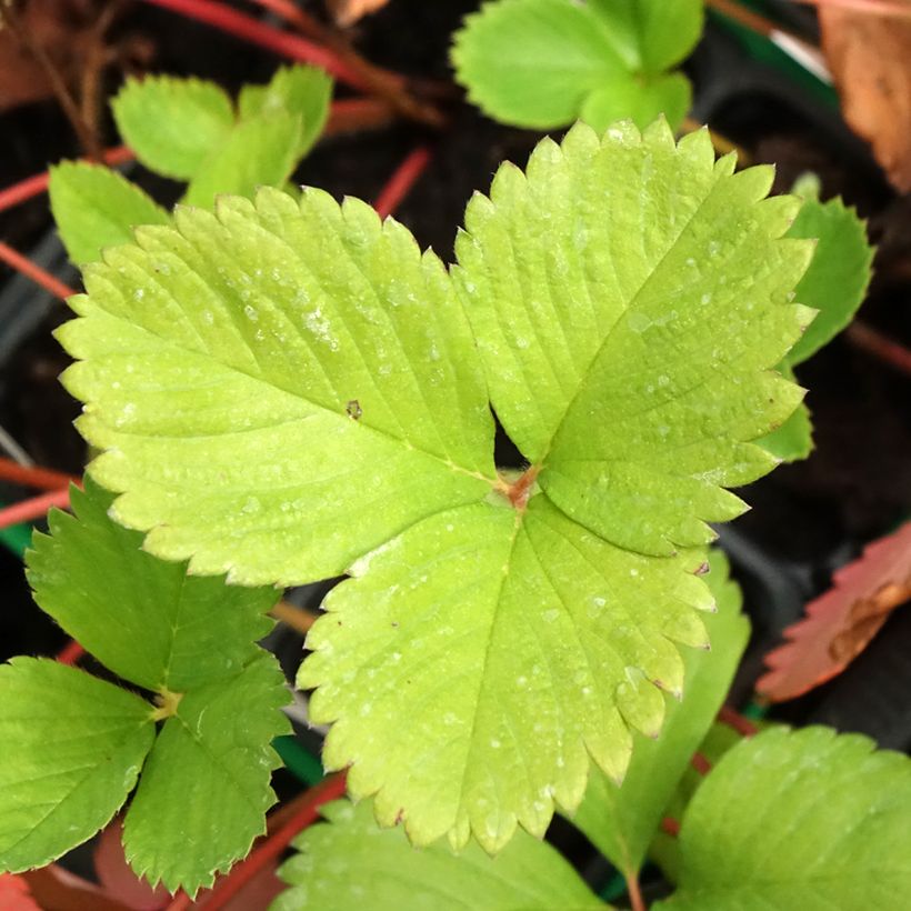 Fraisier Ciflorette (non remontant) (Foliage)