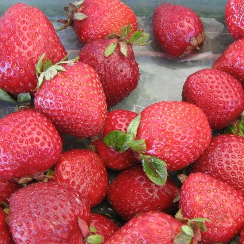 Fraisier Cijosée (remontant) Bio (Harvest)