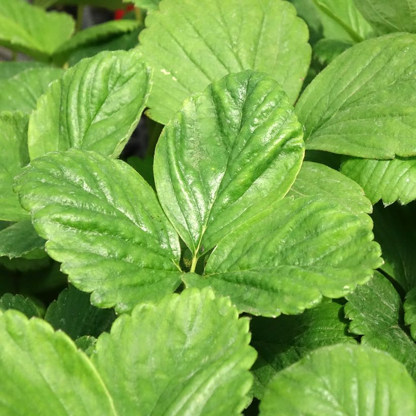 Fraisier Cijosée (remontant) (Foliage)
