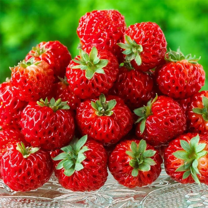 Fraisier Framberry (non remontant) (Harvest)