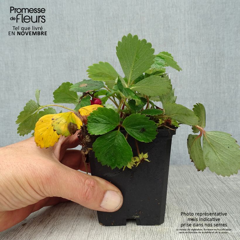 Example of Fraisier rose - Fragaria Pink Panda Godet de 8/9 cm as you get in automne